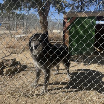 Wild Spirit Wolf Sanctuary - Atlas (my sponsored wolf dog) - Zoos Near Me - Ramah, New Mexico Wild Spirit Wolf Sanctuary - Atlas (my sponsored wolf dog) - Zoos Near Me - Ramah, New Mexico