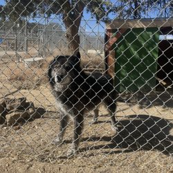 Wild Spirit Wolf Sanctuary - Atlas (my sponsored wolf dog)