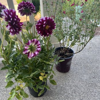 Pleasant Valley Greenhouses - Dahlia and Free Speech Salvia - Nurseries & Gardening Near Me - Damascus, Oregon Pleasant Valley Greenhouses - Dahlia and Free Speech Salvia - Nurseries & Gardening Near Me - Damascus, Oregon