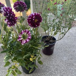 Pleasant Valley Greenhouses - Dahlia and Free Speech Salvia