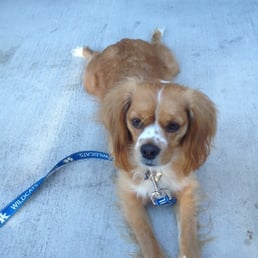 Sammy, our perfect pup! Sammy, our perfect pup!