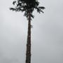 Photo of Angry Beaver Tree Service