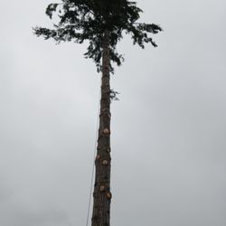 Angry Beaver Tree Service