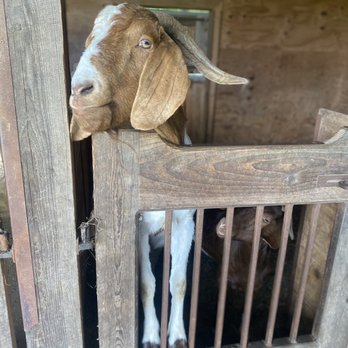 Emmett’s Orchard - a goat sticking its head out of a gate - Fruits & Veggies Near Me - Grove City, Pennsylvania Emmett’s Orchard - a goat sticking its head out of a gate - Fruits & Veggies Near Me - Grove City, Pennsylvania