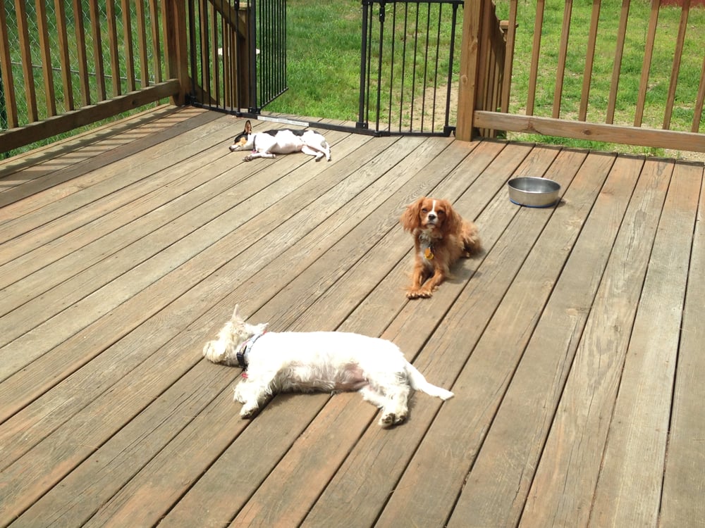 Doggie Trails - pet boarding facility in North Scituate, RI