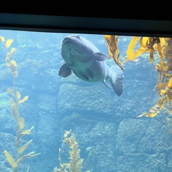 Birch Aquarium - Aquariums Near Me - La Jolla, California