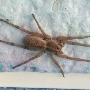Good Day Pest Control - Wolf spider, better known as the baby tarantula from frantic callers in search of Pest control. - Pest Control Near Me - Las Vegas, Nevada Good Day Pest Control - Wolf spider, better known as the baby tarantula from frantic callers in search of Pest control. - Pest Control Near Me - Las Vegas, Nevada