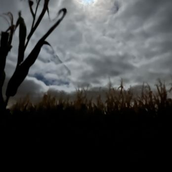 Richardson Farms - View of the sky from the Maze - Christmas Trees Near Me - Spring Grove, Illinois