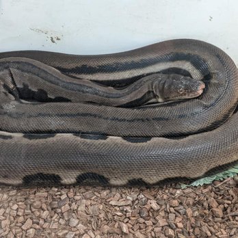 East Bay Vivarium - Reptile Shops Near Me - Berkeley, California East Bay Vivarium - Reptile Shops Near Me - Berkeley, California