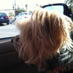 Jack in the Box - Nice little sidewalk for puppies...