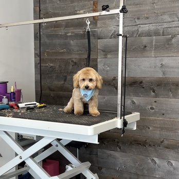 Colonies Pet Grooming - Finishing up Billy's new "do" - Pet Groomers Near Me - Upland, California Colonies Pet Grooming - Finishing up Billy's new "do" - Pet Groomers Near Me - Upland, California