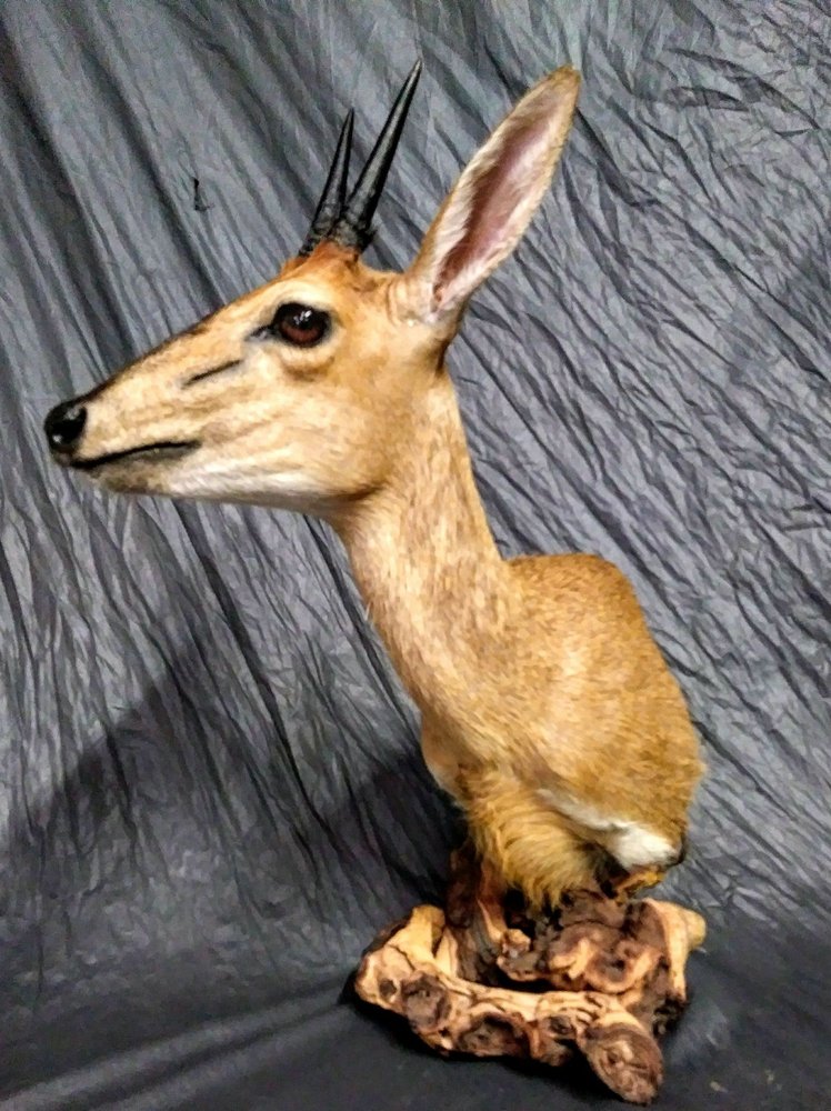 Wild Concepts - taxidermy in Hastings, MN