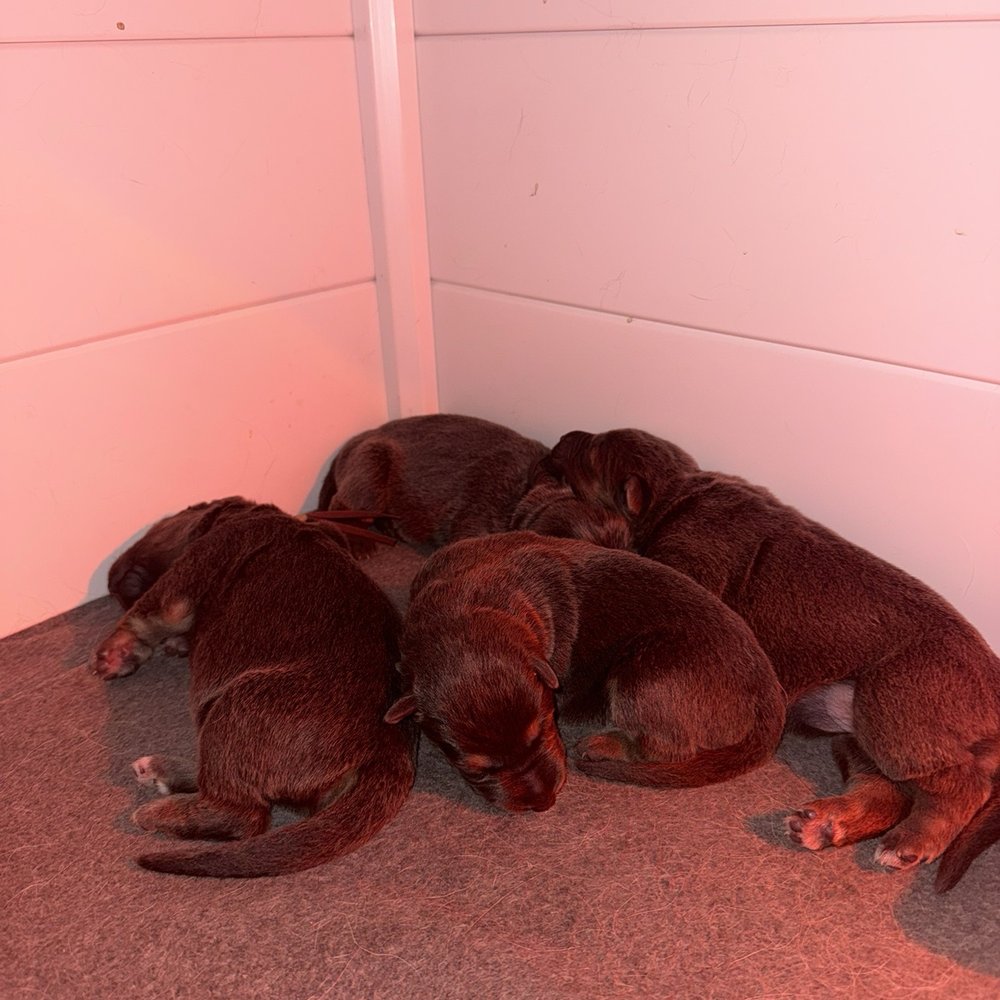 Baby puppies Baby puppies