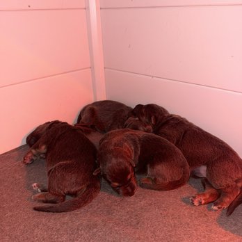 Metropolitan Veterinary Associates - Baby puppies - Veterinarians Near Me - Norristown, Pennsylvania