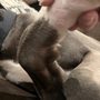 Photo of Pet Palace Doggie Day Spa & Resort