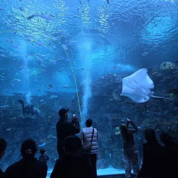 Seattle Aquarium - Funny sting ray - Aquariums Near Me - Seattle, Washington
