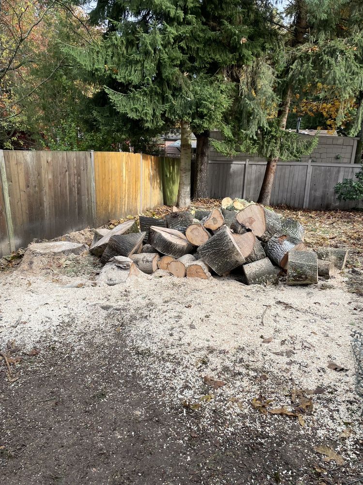 Better View Tree Service - tree service in Kirkland, WA