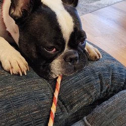 Caring Computer People - Pet friendly