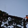 Photo of Sweetwater Tree Service