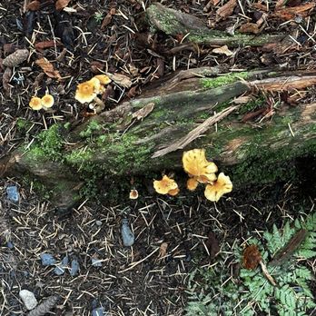 Chugach State Park Bird Point Trailhead - mushrooms - Parks Near Me - Indian, Alaska