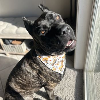 Bows and Biscuits - Pet Groomers Near Me - Marysville, Washington Bows and Biscuits - Pet Groomers Near Me - Marysville, Washington