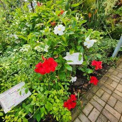 Leonardi's Nursery Landscaping & Irrigation