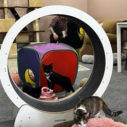 Whiskers Cat Cafe