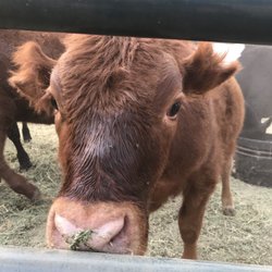 Long Dream Farm