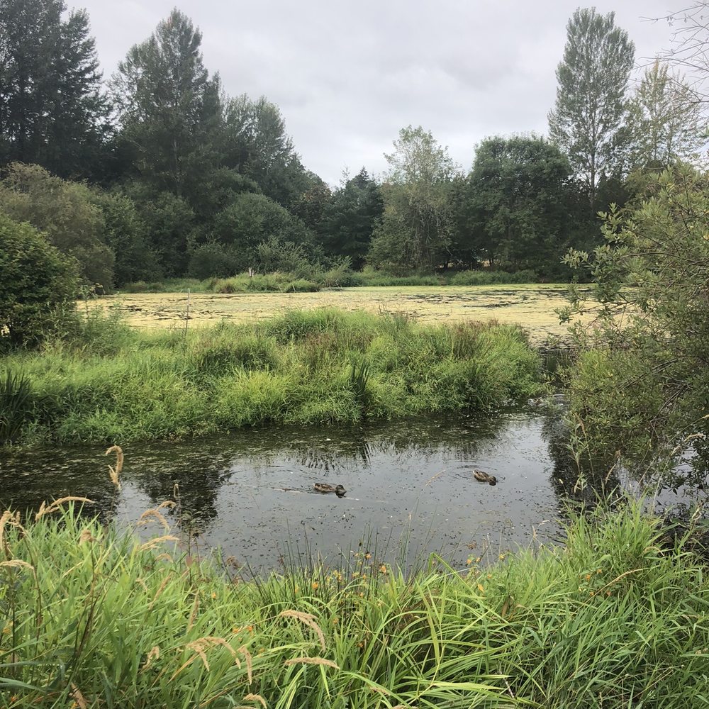 Salmon Creek Greenway Trail - Ducks on the pond - Parks Near Me - Vancouver, Washington