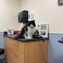 Photo of Ocean State Veterinary Specialists