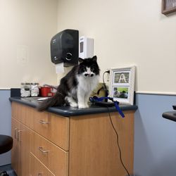 Ocean State Veterinary Specialists