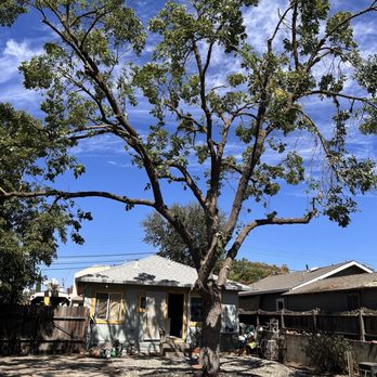 Timberland Tree Service - The tree they trimmed up and made pretty, - Tree Services Near Me - Sacramento , California Timberland Tree Service - The tree they trimmed up and made pretty, - Tree Services Near Me - Sacramento , California