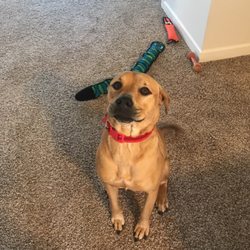 Palmetto Pet Resort