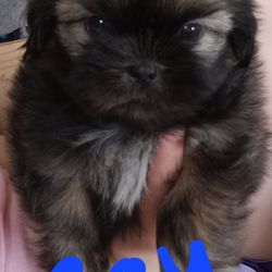 Bitterroot Tzu