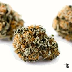 Level Up Wellness Center - Top Shelf Genetics Newport Citrus