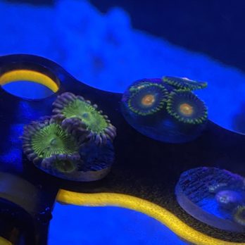 Koral King - Lemon head and Miami Hurricane zoas - Aquarium Services Near Me - Gainesville, Florida Koral King - Lemon head and Miami Hurricane zoas - Aquarium Services Near Me - Gainesville, Florida