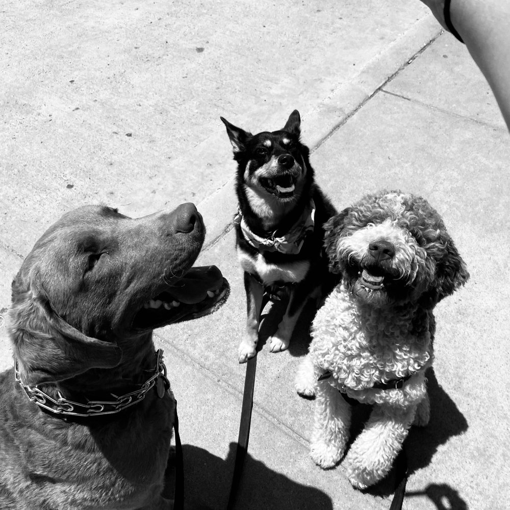 SOPHIAS PET CARE Request a Quote Oceanside, California Dog