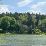 Saginaw Forest