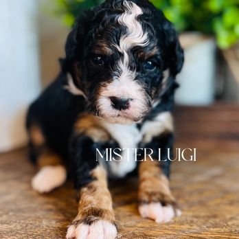 BELTZ'S HIDDEN VIEW DOODLES - Updated February 2026 - Request