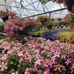 Fairfax Greenhouse & Landscape - Their petunias and baskets this year