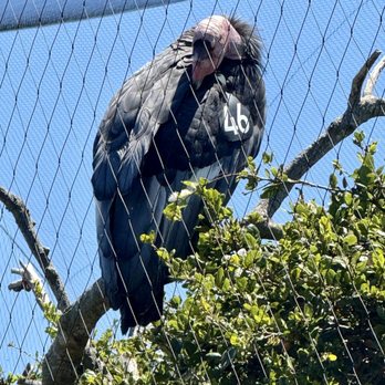Oakland Zoo - California Condor - Zoos Near Me - Oakland, California