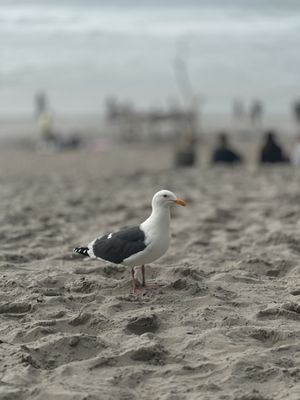Carmel Beach by null