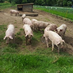 Talton Mill Farm Shop