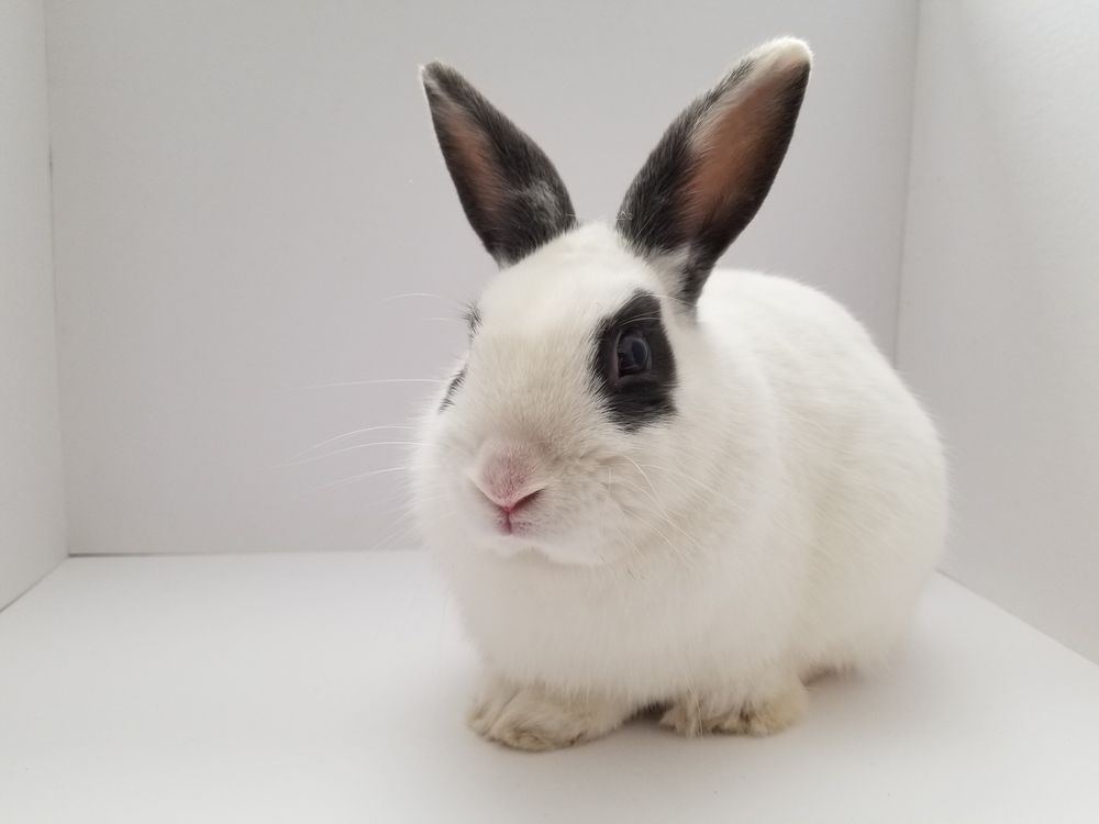 AV RABBITS Palmdale, California Pet Adoption Phone Number Yelp