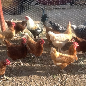 Meadow Valley Farm CSA - Free range yard for happy hens! - CSA Near Me - Moapa Town, Nevada Meadow Valley Farm CSA - Free range yard for happy hens! - CSA Near Me - Moapa Town, Nevada