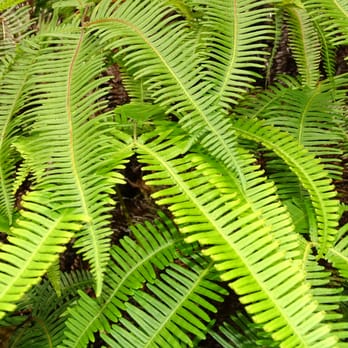 Waikamoi Trail - Waikamoi Trail - Hiking Near Me - Haiku, Hawaii Waikamoi Trail - Waikamoi Trail - Hiking Near Me - Haiku, Hawaii