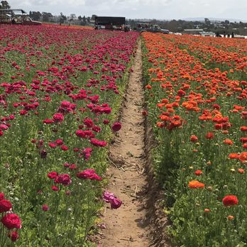 The Flower Fields - Venues & Event Spaces Near Me - Carlsbad, California The Flower Fields - Venues & Event Spaces Near Me - Carlsbad, California