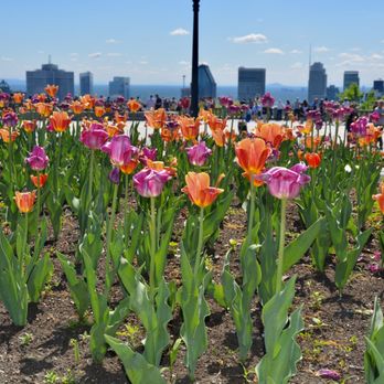 Parc du Mont-Royal - Mount Royal Park_Montreal_Yelp_Sanju-1 - Parks Near Me - Montreal, Quebec