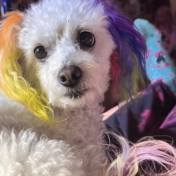 Healthy Spot - Rockridge - Pet Groomers Near Me - Berkeley, California Healthy Spot - Rockridge - Pet Groomers Near Me - Berkeley, California