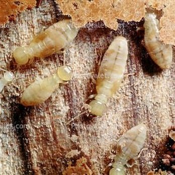 Interstate Pest Management - Pest Control Near Me - Kelso, Washington Interstate Pest Management - Pest Control Near Me - Kelso, Washington